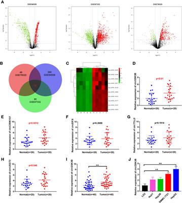 Frontiers Circular RNA CircGSK3B Promotes Cell Proliferation